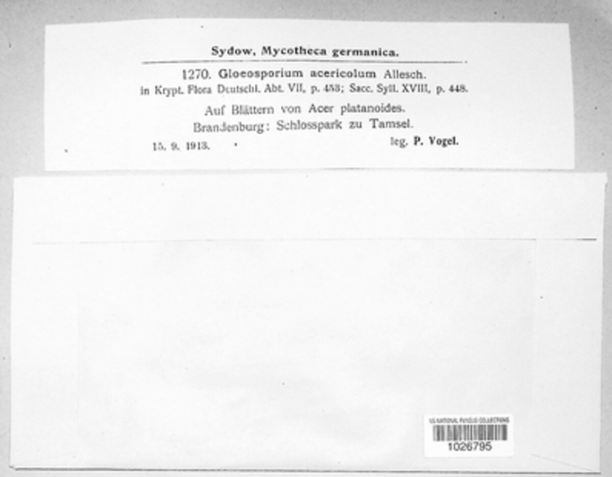 Gloeosporidium acericola image